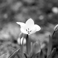 sun seeker blooming