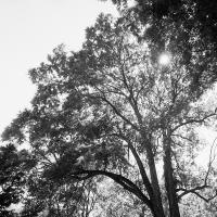 sun shines through the trees