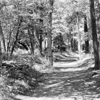 dappled sunlight beams