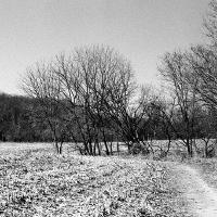 fields and trees waiting