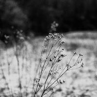 stopping by a field