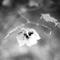 berries on a leaf